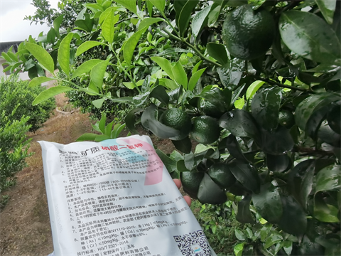 磷酸二氫鉀,柑橘,翠姆 磷酸二氫鉀,柑橘,翠姆