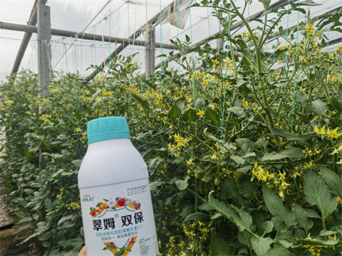 圣女果種植管理,翠姆雙保,葉面肥 圣女果種植管理,翠姆雙保,葉面肥