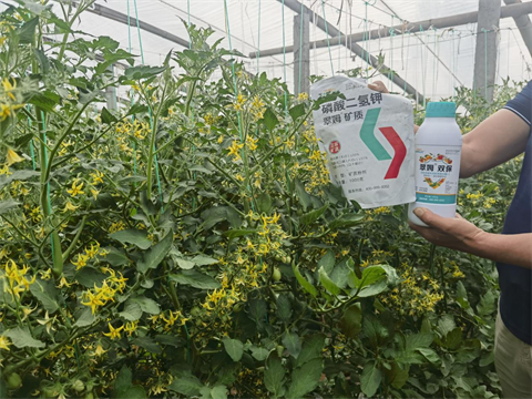 圣女果種植管理,翠姆雙保,葉面肥 圣女果種植管理,翠姆雙保,葉面肥