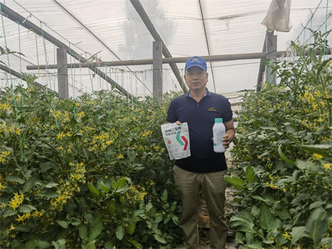 圣女果種植管理,翠姆雙保,葉面肥 圣女果種植管理,翠姆雙保,葉面肥