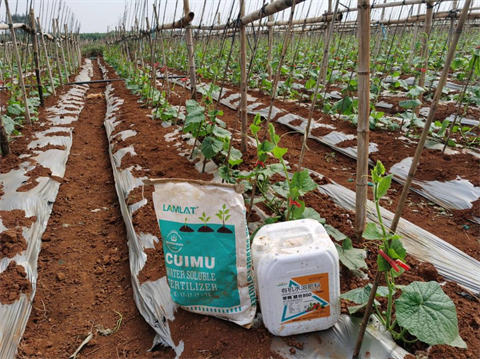 水溶肥,黑皮冬瓜,翠姆水溶肥 水溶肥,黑皮冬瓜,翠姆水溶肥