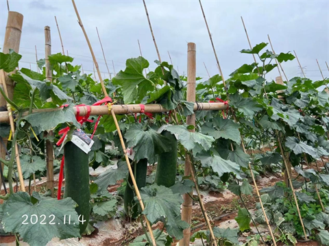 水溶肥,黑皮冬瓜,翠姆水溶肥 水溶肥,黑皮冬瓜,翠姆水溶肥