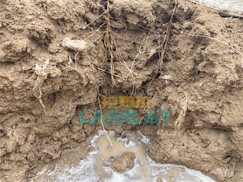 棉花種植,根碧多,拉姆拉水溶肥 棉花種植,根碧多,拉姆拉水溶肥