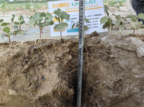 新疆棉花,水溶肥,拉姆拉 新疆棉花,水溶肥,拉姆拉