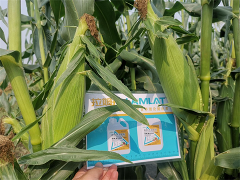 脆甜玉米施肥,進(jìn)口水溶肥,拉姆拉 脆甜玉米施肥,進(jìn)口水溶肥,拉姆拉