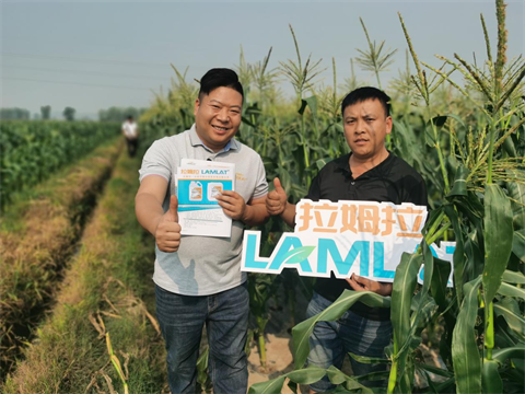 脆甜玉米施肥,進(jìn)口水溶肥,拉姆拉 脆甜玉米施肥,進(jìn)口水溶肥,拉姆拉