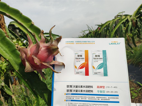 火龍果種植,進(jìn)口水溶肥,拉姆拉 火龍果種植,進(jìn)口水溶肥,拉姆拉