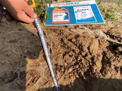 番茄種植,進(jìn)口水溶肥,翠姆 番茄種植,進(jìn)口水溶肥,翠姆