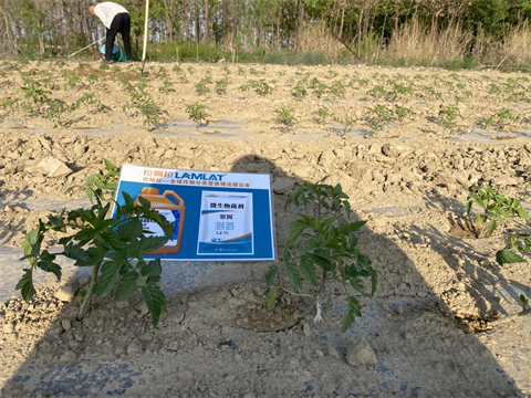 番茄種植,進(jìn)口水溶肥,翠姆 番茄種植,進(jìn)口水溶肥,翠姆