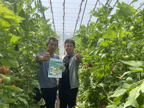 西紅柿種植,進(jìn)口水溶肥,翠姆 西紅柿種植,進(jìn)口水溶肥,翠姆