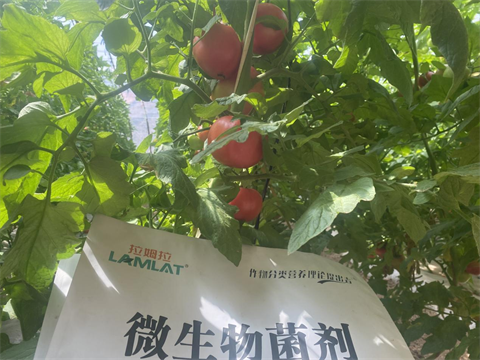 西紅柿種植,進(jìn)口水溶肥,翠姆 西紅柿種植,進(jìn)口水溶肥,翠姆