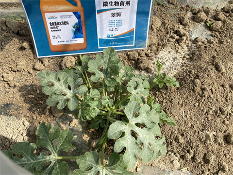 西瓜種植,水溶肥,拉姆拉 西瓜種植,水溶肥,拉姆拉