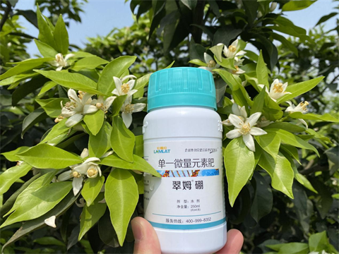 柑橘落花落果,水溶肥,拉姆拉 柑橘落花落果,水溶肥,拉姆拉