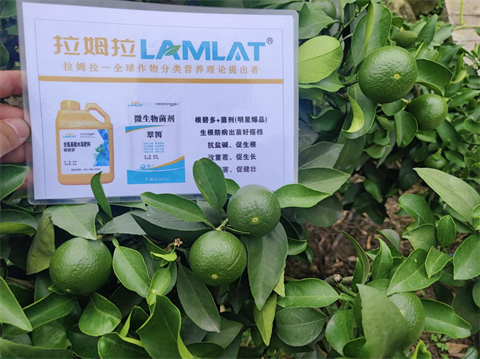 柑橘落花落果,水溶肥,拉姆拉 柑橘落花落果,水溶肥,拉姆拉