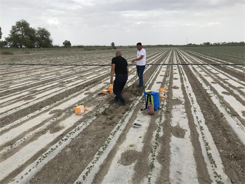 棉花高產(chǎn)秘訣,新疆棉花,拉姆拉水溶肥 棉花高產(chǎn)秘訣,新疆棉花,拉姆拉水溶肥