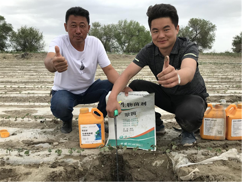 棉花高產(chǎn)秘訣,新疆棉花,拉姆拉水溶肥 棉花高產(chǎn)秘訣,新疆棉花,拉姆拉水溶肥