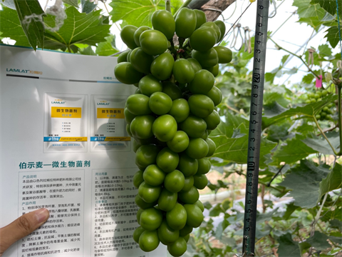 陽(yáng)光玫瑰葡萄,水溶肥,伯示麥 陽(yáng)光玫瑰葡萄,水溶肥,伯示麥