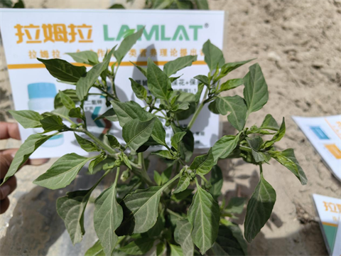 辣椒種植,水溶肥,拉姆拉 辣椒種植,水溶肥,拉姆拉
