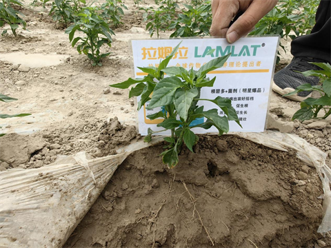 辣椒種植,水溶肥,拉姆拉 辣椒種植,水溶肥,拉姆拉