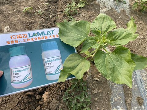 安碧解,葵花種植,拉姆拉 安碧解,葵花種植,拉姆拉