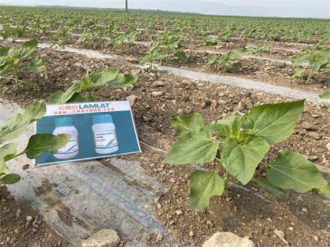 安碧解,葵花種植,拉姆拉 安碧解,葵花種植,拉姆拉