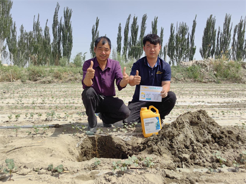 棉花種植,水溶肥,翠姆 棉花種植,水溶肥,翠姆