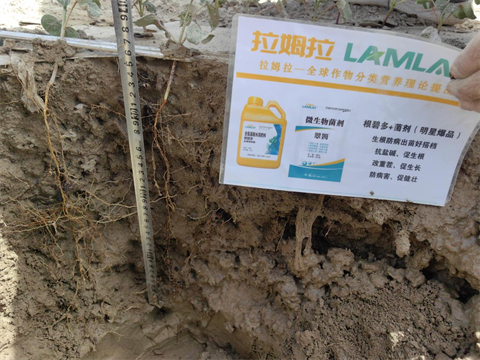 棉花種植,水溶肥,翠姆 棉花種植,水溶肥,翠姆