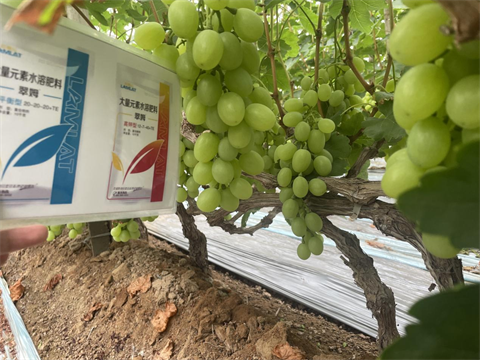 葡萄種植,水溶肥,翠姆 葡萄種植,水溶肥,翠姆