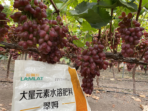 葡萄種植,水溶肥,翠姆 葡萄種植,水溶肥,翠姆