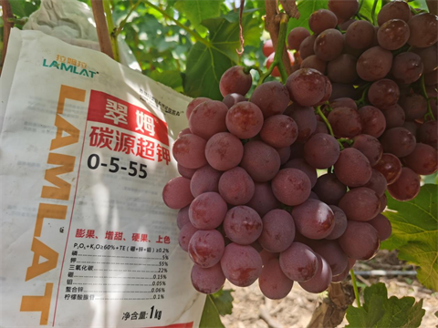 葡萄種植,水溶肥,翠姆 葡萄種植,水溶肥,翠姆