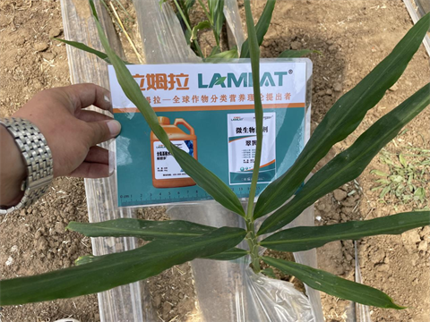 大姜種植,肥料,翠姆 大姜種植,肥料,翠姆