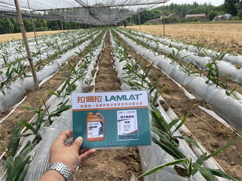 大姜種植,肥料,翠姆 大姜種植,肥料,翠姆