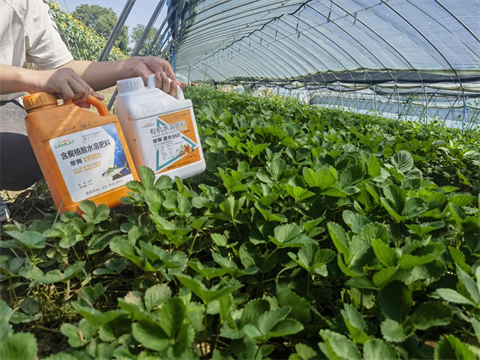 草莓種植,水溶肥,拉姆拉 草莓種植,水溶肥,拉姆拉
