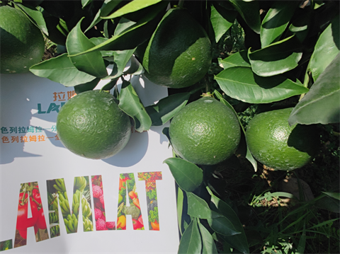 柑橘施肥,水溶肥,翠姆 柑橘施肥,水溶肥,翠姆