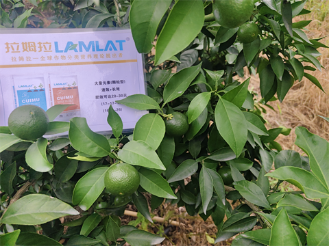 柑橘施肥,水溶肥,翠姆 柑橘施肥,水溶肥,翠姆