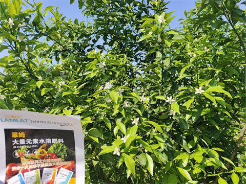 柑橘施肥,水溶肥,翠姆 柑橘施肥,水溶肥,翠姆