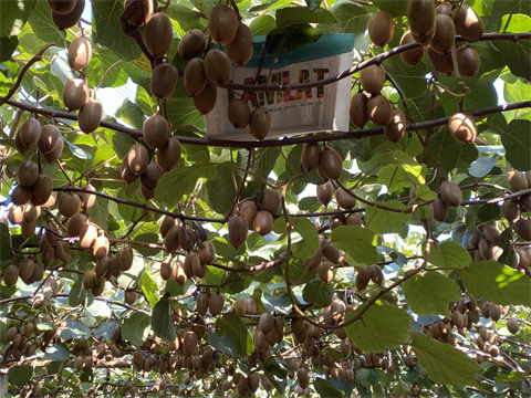 獼猴桃,水溶肥,伯示麥 獼猴桃,水溶肥,伯示麥
