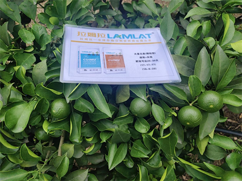 果實(shí)膨大,水溶肥,翠姆 果實(shí)膨大,水溶肥,翠姆