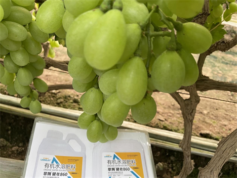 果實(shí)膨大,水溶肥,翠姆 果實(shí)膨大,水溶肥,翠姆