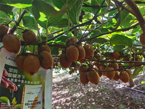 果實(shí)膨大,水溶肥,翠姆 果實(shí)膨大,水溶肥,翠姆