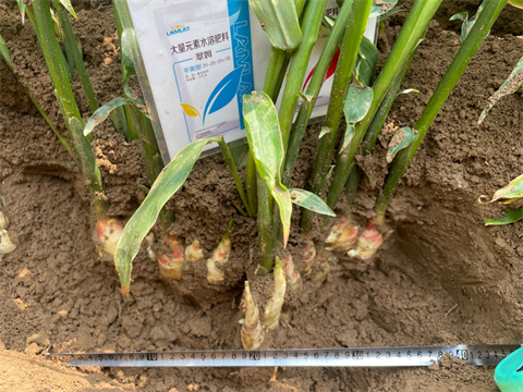 大姜施肥,水溶肥,翠姆 大姜施肥,水溶肥,翠姆