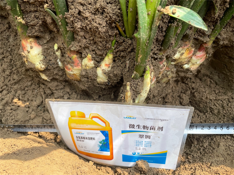 大姜施肥,水溶肥,翠姆 大姜施肥,水溶肥,翠姆