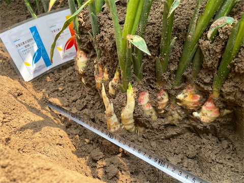 大姜施肥,水溶肥,翠姆 大姜施肥,水溶肥,翠姆