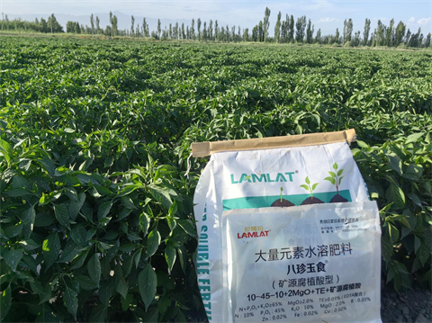 辣椒種植,水溶肥,拉姆拉 辣椒種植,水溶肥,拉姆拉