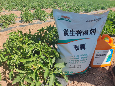 番茄種植,水溶肥,翠姆 番茄種植,水溶肥,翠姆