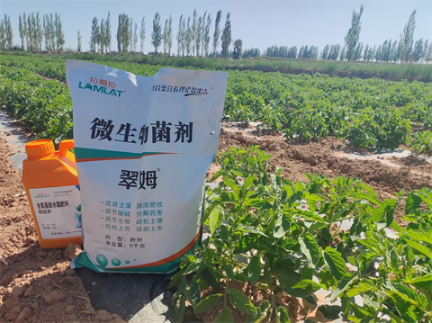 番茄種植,水溶肥,翠姆 番茄種植,水溶肥,翠姆