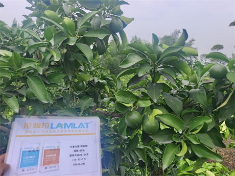 柑橘,水溶肥,翠姆 柑橘,水溶肥,翠姆