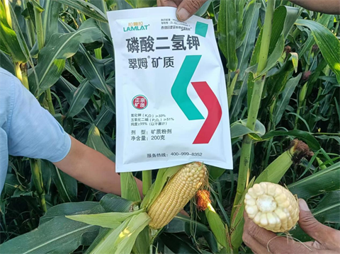 玉米,水溶肥,翠姆 玉米,水溶肥,翠姆