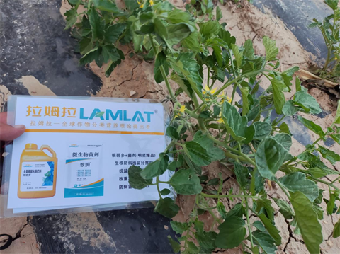 番茄種植,水溶肥,拉姆拉 番茄種植,水溶肥,拉姆拉