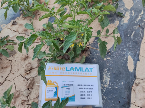 番茄種植,水溶肥,拉姆拉 番茄種植,水溶肥,拉姆拉